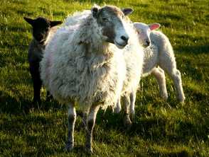 Lanolin-infused sheep's wool