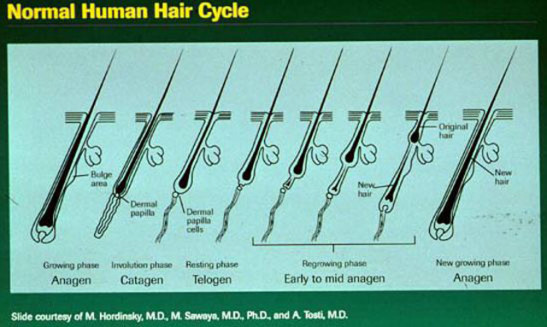 Hair cycle