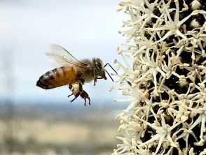 Bee And Wasp Stings Dermnet Nz