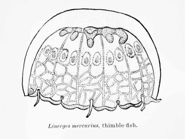 Thimble jellyfish: Wikimedia