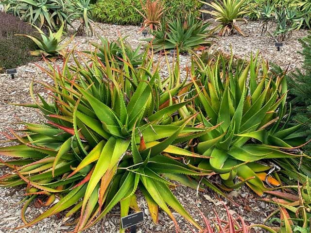 Aloe wilsonii (photographed at the Auckland Botanic Gardens)