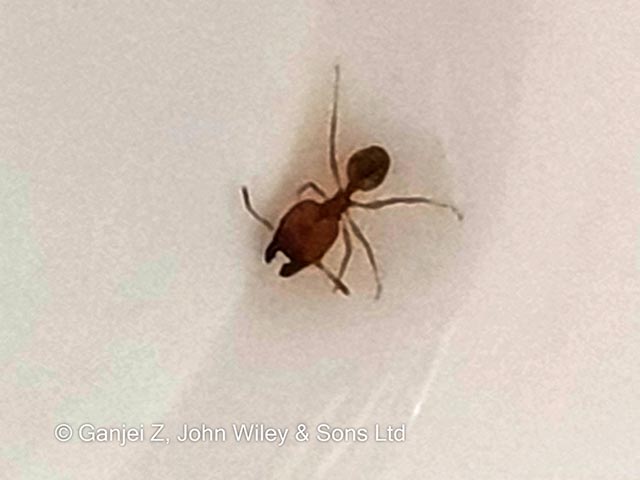 The barber ant