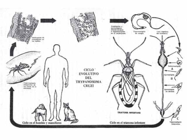The lifecycle of T. cruzi. Source: Mitelman 2012