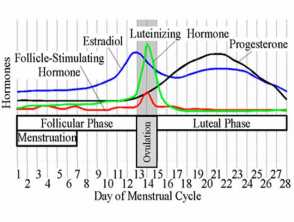 Sex hormone levels over the course of the menstrual cycle