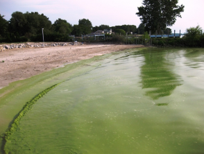 Blue gree algae bloom Lake Erie