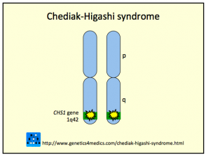 Chediak Higashi Syndrome