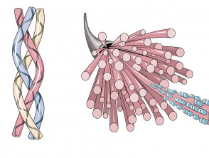 Collagen triple helix and fibrils