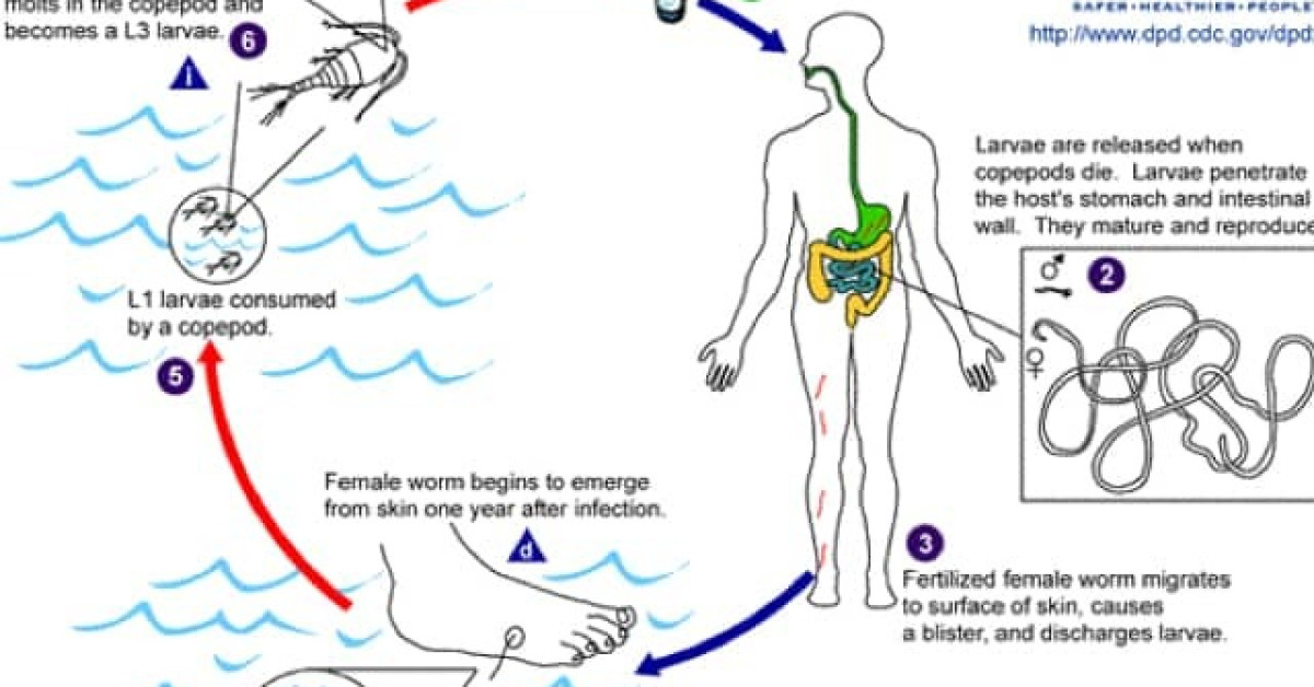 Drac life cycle image