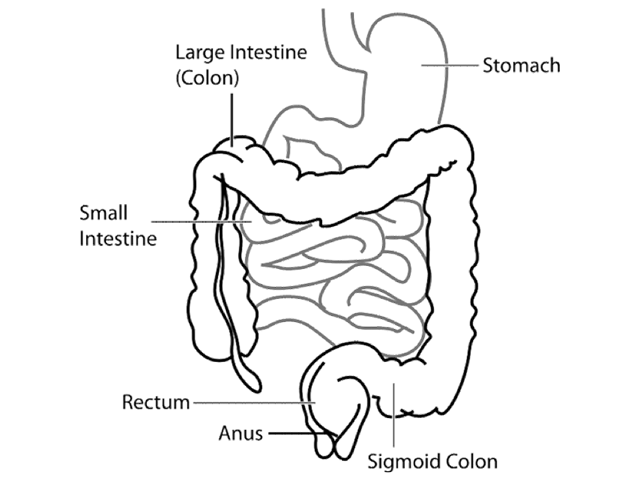 Human gastrointestinal tract