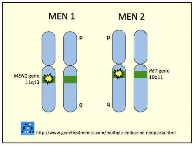 Genetics of Multiple endocrine neoplasia*