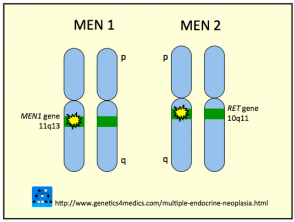 Multiple Endocrine Neoplasia MEN