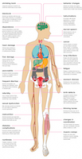 Alcohol infographic Healthline