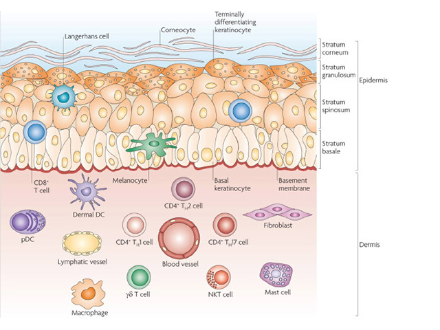 Skin anatomy and cellular effectors
