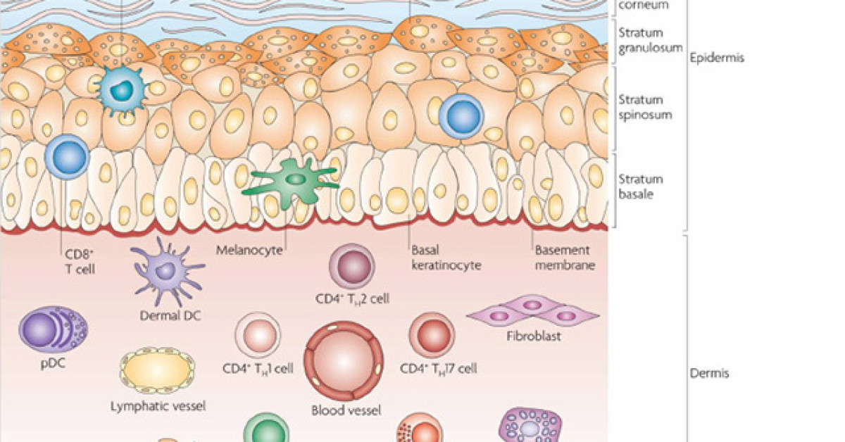 Skin anatomy and cellular effectors image