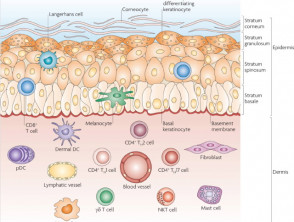 Skin anatomy and cellular effectors