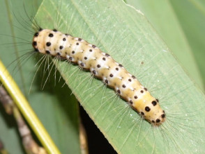Bamboo caterpillars, which caused a rash on a gardener