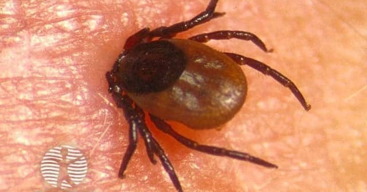 View of Image result for Tick prevention for pets with skin allergies