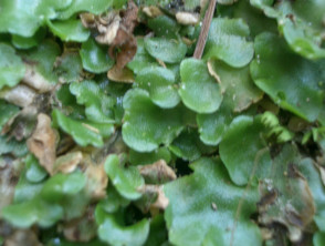 liverworts plants