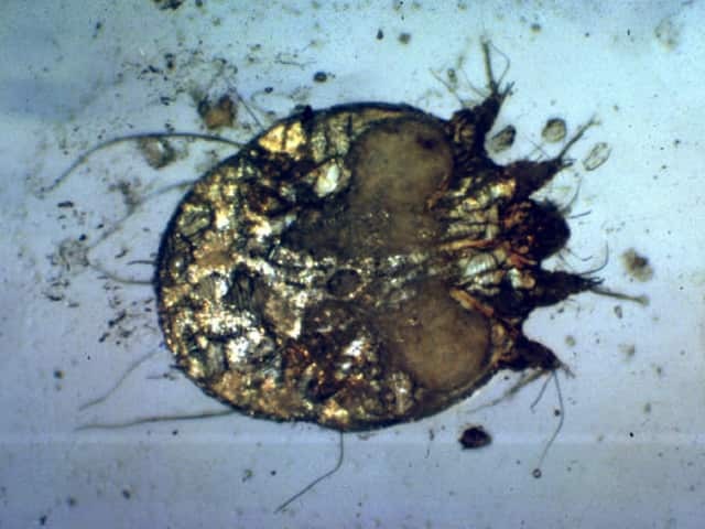 Scabies mite