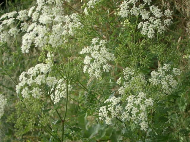 Wild carrot