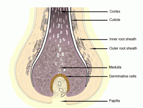Structure of hair bulb