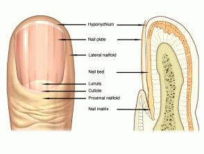 Assessment of the Nails