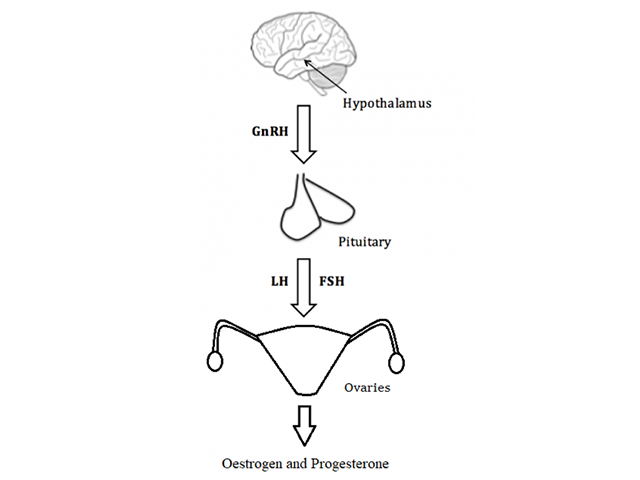 The hypothalamic–pituitary–gonadal axis pathway in females