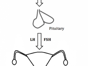 The hypothalamic–pituitary–gonadal axis pathway in females