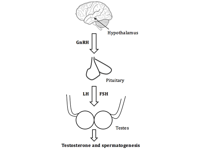 The hypothalamic–pituitary–gonadal axis pathway in males