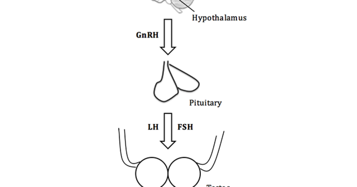 The hypothalamic–pituitary–gonadal axis pathway in males image