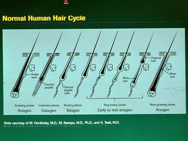 Hair cycle