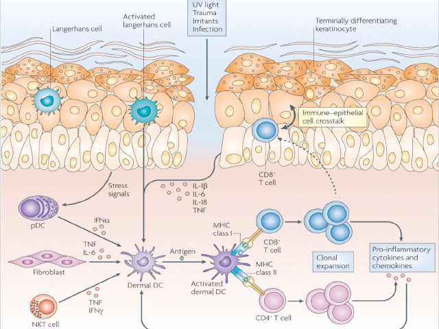 Immune sentinel cells