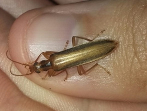 blister beetle bite