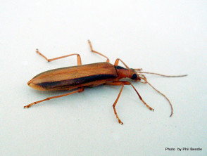 Lax beetle