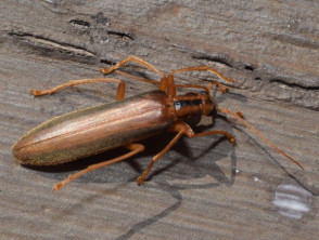 Lax beetle