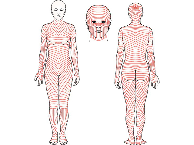 Skin tension lines