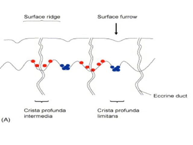Diagram of acral volar skin